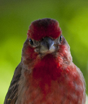 House Finch 8253